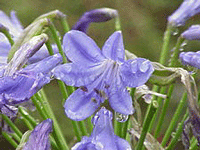 Agapanthus flower from agape
