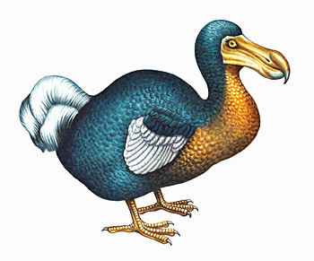 An illustrators concept of what the dodo looked like.