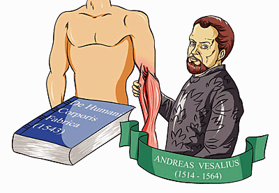 Vesalius tried to standardize the forms and meanings of anatomical terms by contrasting newly interpreted Greek with medieval terms.