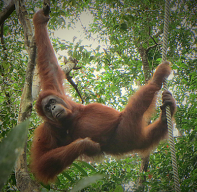 An ape is showing how it uses both hands and feet as hands.
