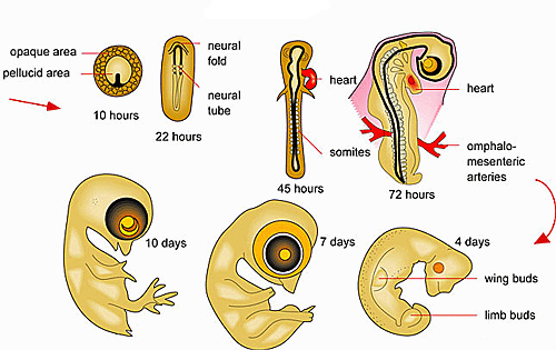 Ontogeny diagram of progress.
