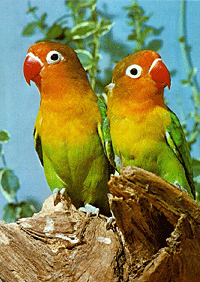 Agapanthus flower from agape