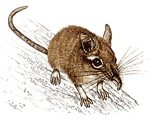 Elephant shrew