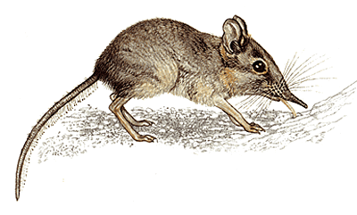 Elephant shrew