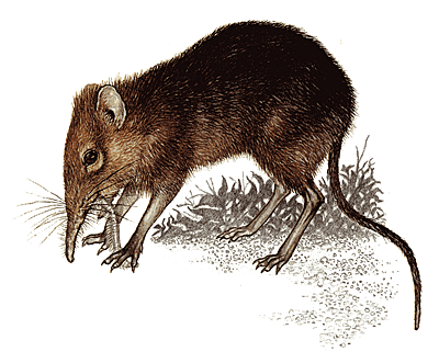 Elephant shrew