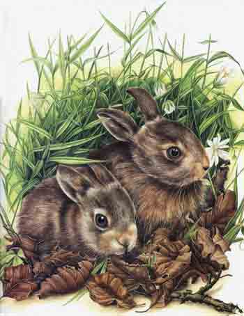 Animals that live on vegetation.