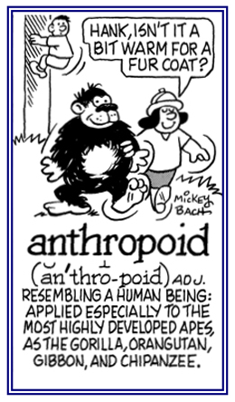 Resembling a human being; such as, apes.