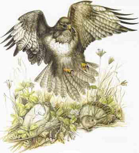 An eagle is flying down to catch a mouse.