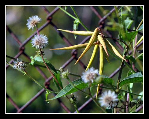 Vincetoxicum or Black Swallow-wort
