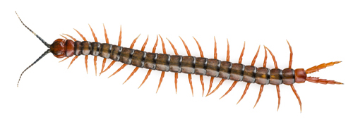 A centipede.