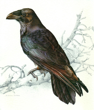 A black crow on a branch.