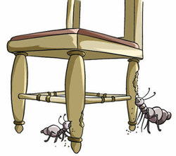 Termites eating wooden chairs.