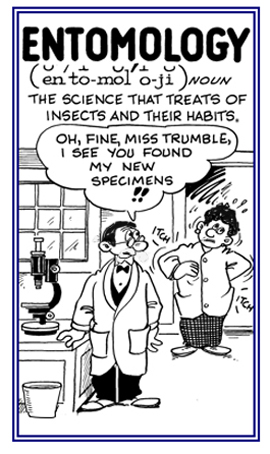 The science that deals with insects and their environments.