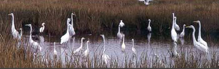 Some birds in a marsh.