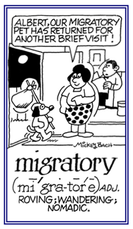 Pertaining to roving here and there or being nomadic.