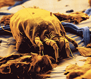 Dust mite