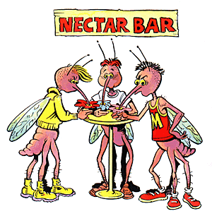 Male mosquitoes prefer nectar, or sugary fluids, and not known to drink blood.