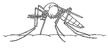 Mosquito with stylet or fascicle in the skin