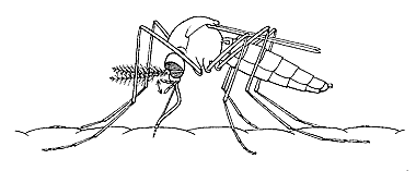 Mosquito with stylet or fascicle in the skin