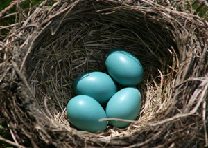 An example of one kind of bird nest.