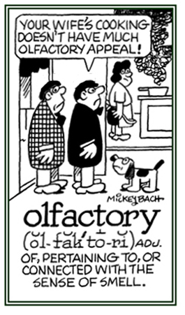 Pertaining to smelling.