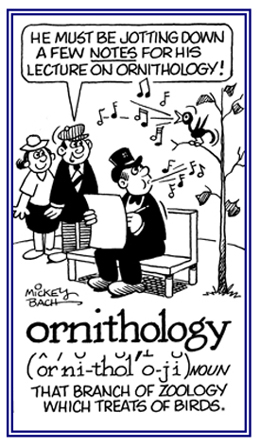 A person who specializes in studying birds.