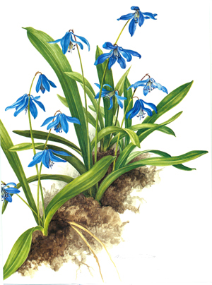 Plants in nature with blue blossoms.