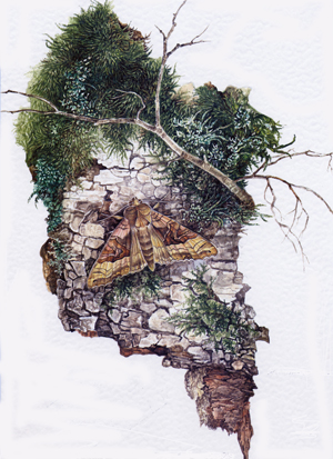 Moss growing on stones.