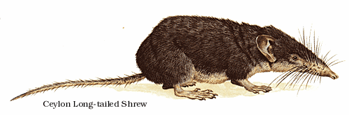Ceylon Long-tailed Shrew.