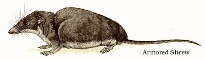 Armored Shrew.
