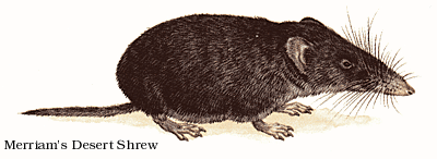 Marriam's Desert Shrew.