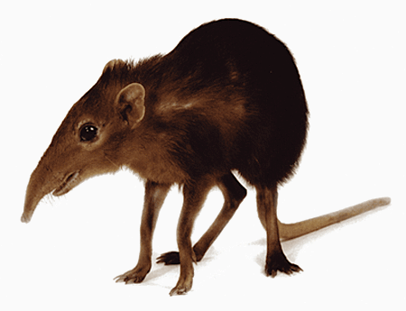 Elephant shrew