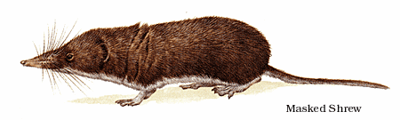 Masked Shrew.