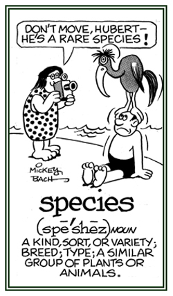 A breed or kind of plants or animals.