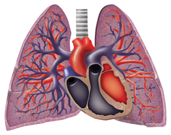 Image of heart and lungs.