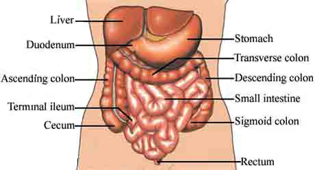 Image of chest organs.