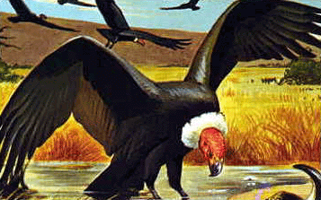 Vultures are flying around looking for carrion of animals to eat.