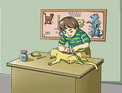 A student is studying the anatomy of a cat and is dissecting it to see its bodily organs.